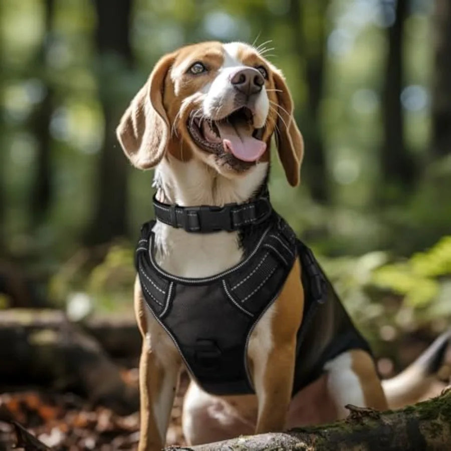 Reflective Dog Collar With Soft Neoprene Padding And D Ring